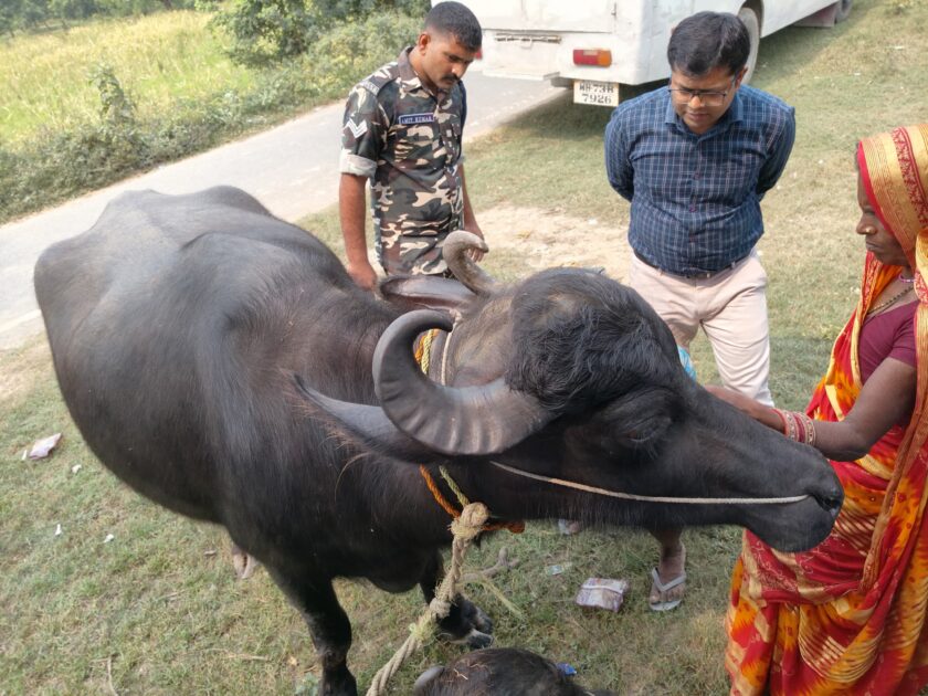 IMG 20241019 WA0010 48वीं वाहिनी सशस्त्र सीमा बल जयनगर द्वारा किया गया पशु चिकित्सा शिविर का आयोजन