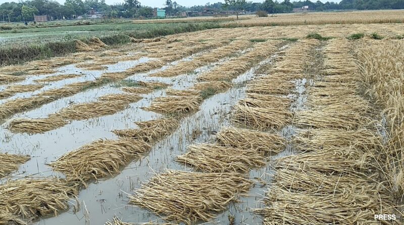 IMG 20250410 WA0005 बेमौसम बारिश ने तोड़ी किसानों की कमर खेतों में खड़ी फसलें हुईं बर्बाद, किसान बेहाल