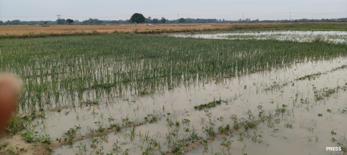 IMG 20250410 WA0007 बेमौसम बारिश ने तोड़ी किसानों की कमर खेतों में खड़ी फसलें हुईं बर्बाद, किसान बेहाल