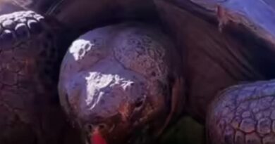 Screenshot 2025 11 25 19 04 04 31 a23b203fd3aafc6dcb84e438dda678b6 गैलापागोस कछुए ग्रैमा की 141 साल की उम्र में मौत