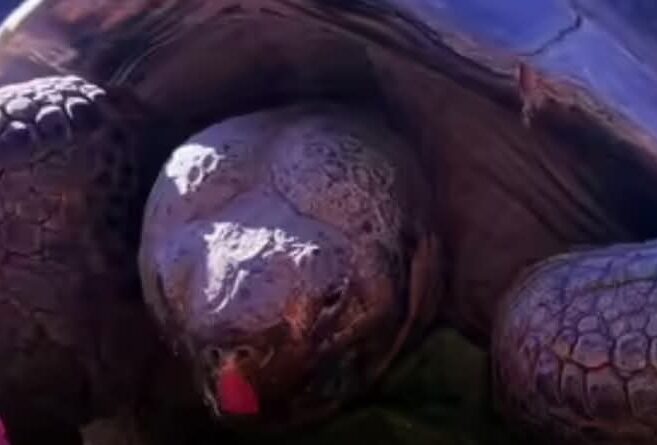 Screenshot 2025 11 25 19 04 04 31 a23b203fd3aafc6dcb84e438dda678b6 गैलापागोस कछुए ग्रैमा की 141 साल की उम्र में मौत